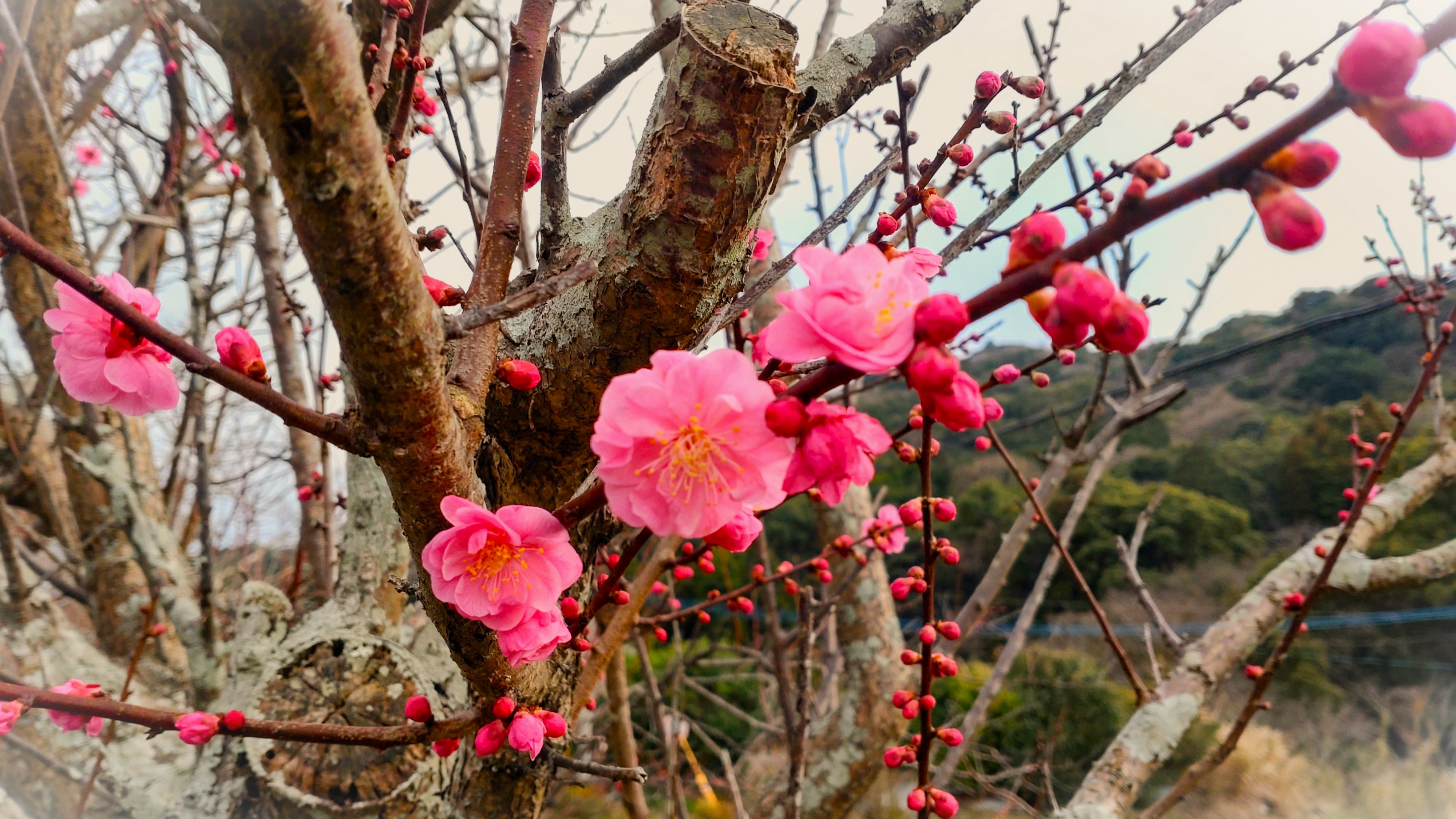 🌸 Spring has come 🌸