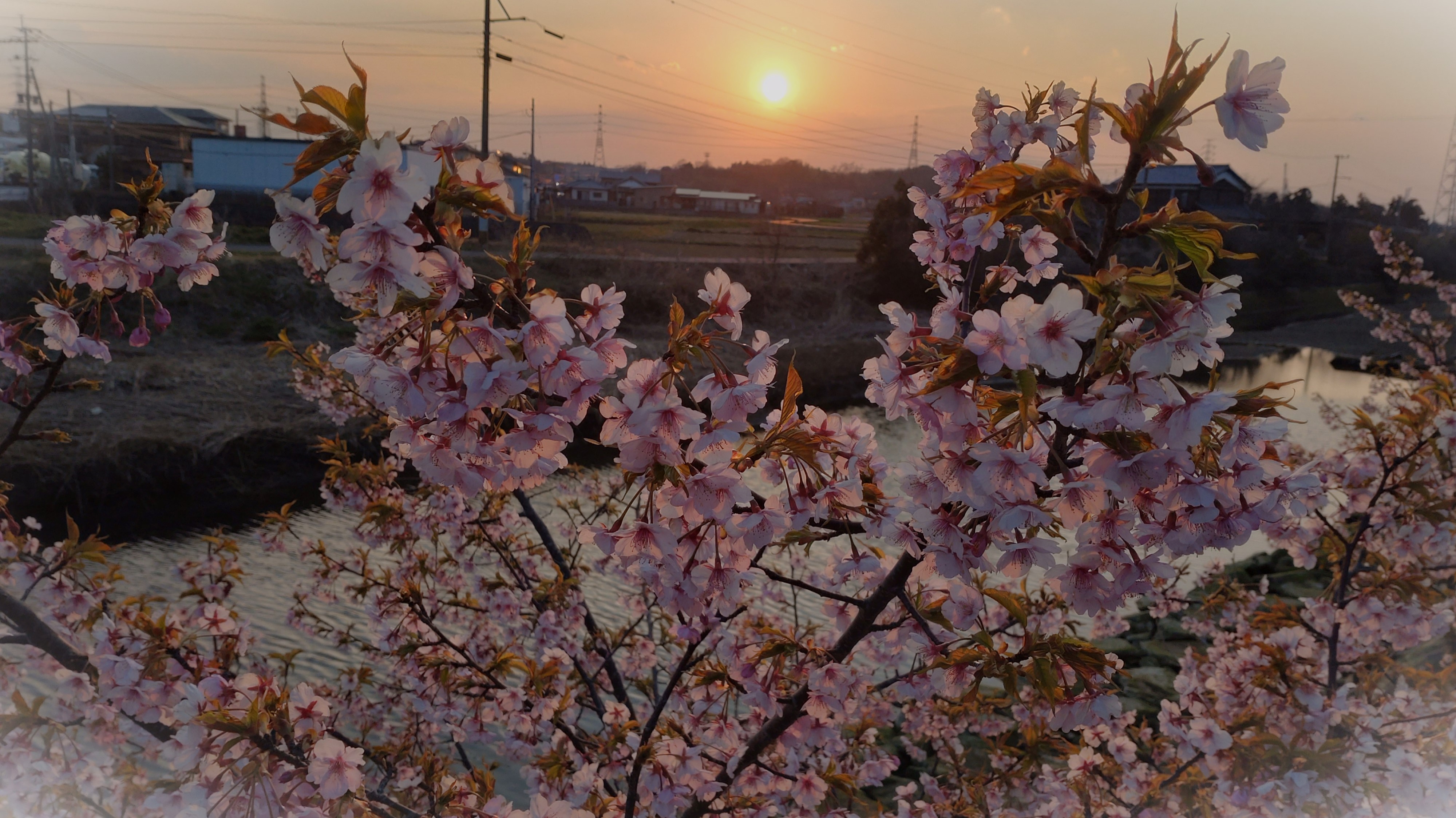 🌸 Spring has come 🌸